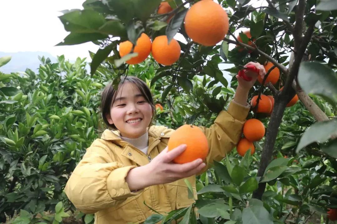 暖冬时节,这所学校师生邀您齐享良“橙”美景(图1) 暖冬时节,这所学校师生邀您齐享良“橙”美景(图1)