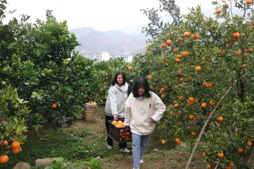 暖冬时节,这所学校师生邀您齐享良“橙”美景(图3) 暖冬时节,这所学校师生邀您齐享良“橙”美景(图3)