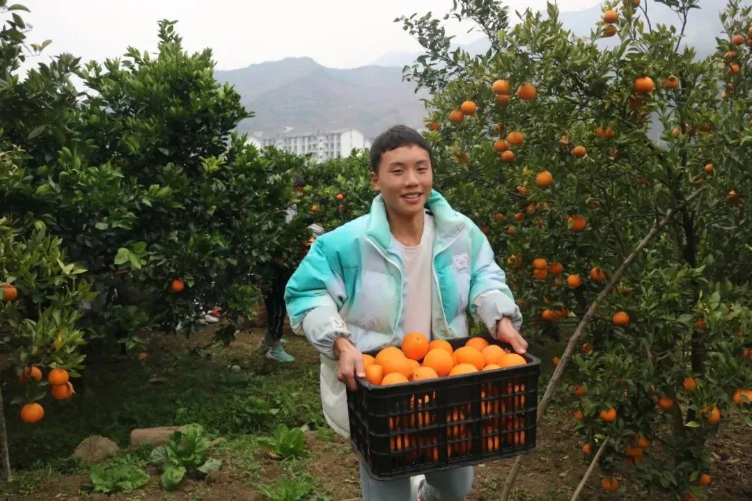 暖冬时节,这所学校师生邀您齐享良“橙”美景(图2) 暖冬时节,这所学校师生邀您齐享良“橙”美景(图2)