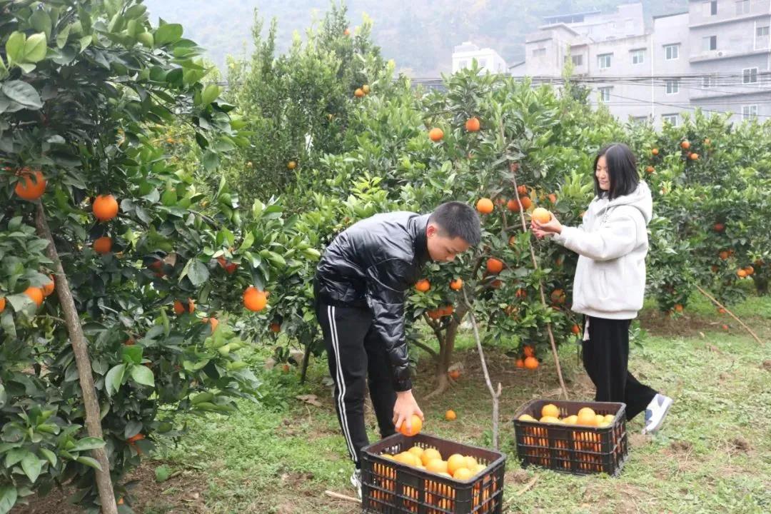 暖冬时节,这所学校师生邀您齐享良“橙”美景(图4) 暖冬时节,这所学校师生邀您齐享良“橙”美景(图4)