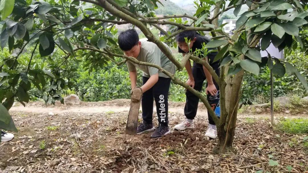 暖冬时节,这所学校师生邀您齐享良“橙”美景(图14) 暖冬时节,这所学校师生邀您齐享良“橙”美景(图14)