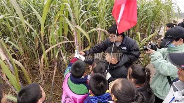 真甜!50名内江学生甘蔗地里寻“甜味儿”(图2) 真甜!50名内江学生甘蔗地里寻“甜味儿”(图2)