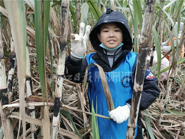 真甜!50名内江学生甘蔗地里寻“甜味儿”(图4) 真甜!50名内江学生甘蔗地里寻“甜味儿”(图4)