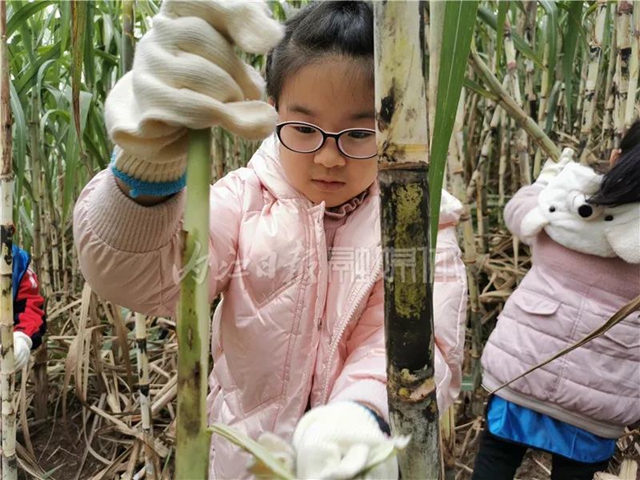 真甜!50名内江学生甘蔗地里寻“甜味儿”(图5) 真甜!50名内江学生甘蔗地里寻“甜味儿”(图5)