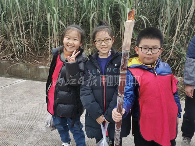 真甜!50名内江学生甘蔗地里寻“甜味儿”(图7) 真甜!50名内江学生甘蔗地里寻“甜味儿”(图7)