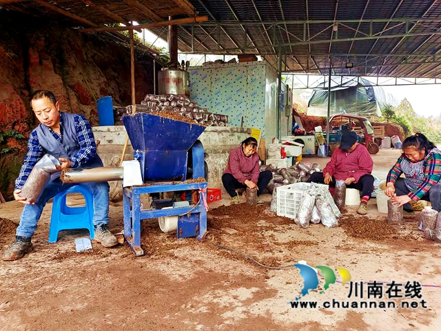 纳溪区合面镇：摇身一变，李树树枝成了菌包和肥料(图1)