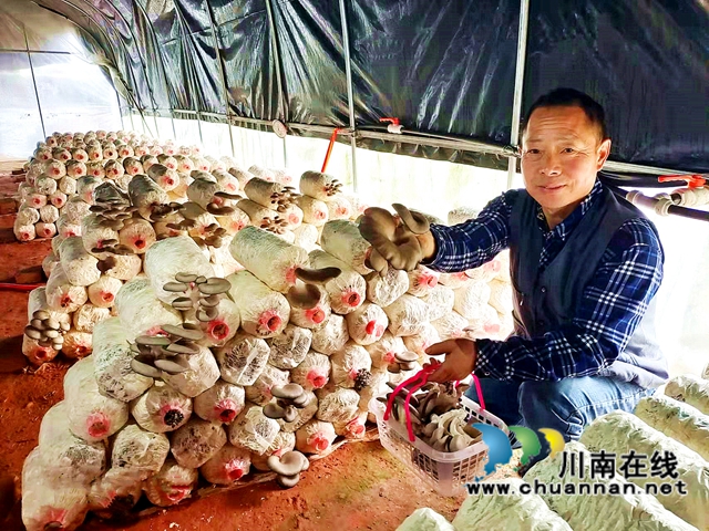 纳溪区合面镇：摇身一变，李树树枝成了菌包和肥料(图2)