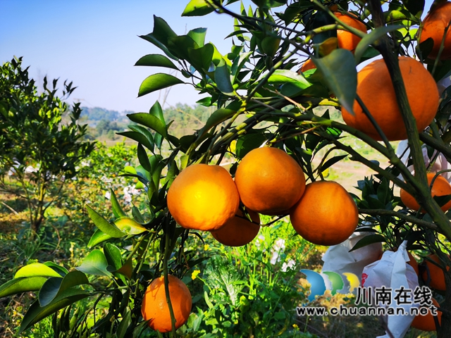 泸县立石镇：邮政推进惠农合作，助力乡村振兴(图1)