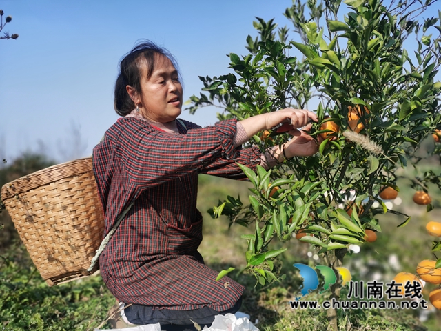 泸县立石镇：邮政推进惠农合作，助力乡村振兴(图2)