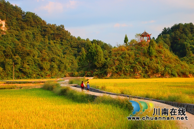 古蔺县龙山镇：高标准农田整治成为山沟沟里农民的暖心事(图5)