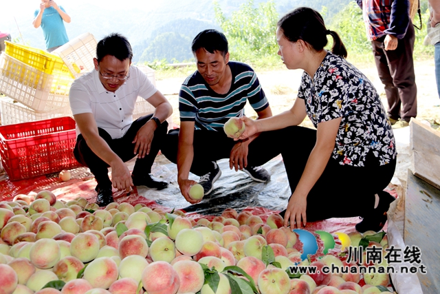 古蔺县二郎镇：田坎上的“尖兵”(图1)