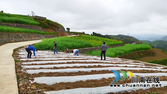 古蔺县二郎镇：田坎上的“尖兵”(图2)