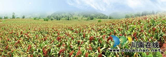 古蔺县二郎镇：田坎上的“尖兵”(图4)
