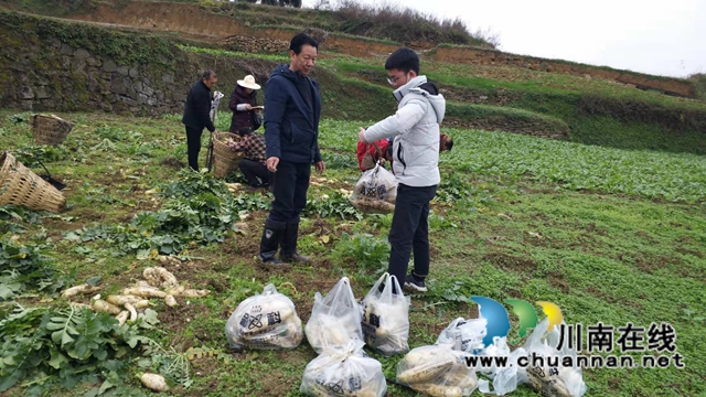 古蔺县二郎镇：田坎上的“尖兵”(图5)