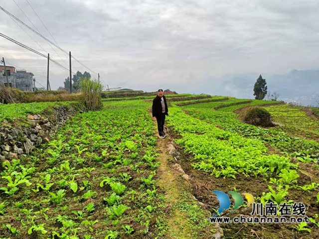 古蔺县二郎镇：田坎上的“尖兵”(图6)