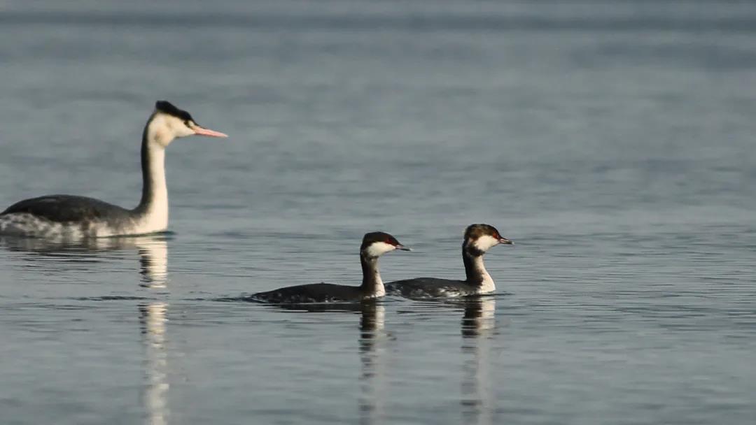 候鸟之恋！内江隆昌古宇湖迎来最佳观鸟期(图12)