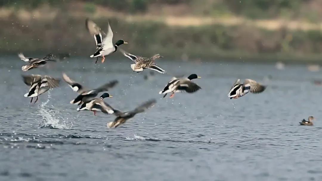 候鸟之恋！内江隆昌古宇湖迎来最佳观鸟期(图13)