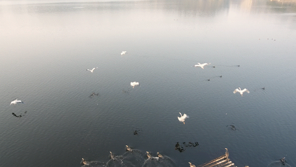 候鸟之恋！内江隆昌古宇湖迎来最佳观鸟期(图15)