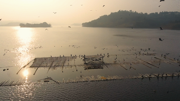 候鸟之恋！内江隆昌古宇湖迎来最佳观鸟期(图14)