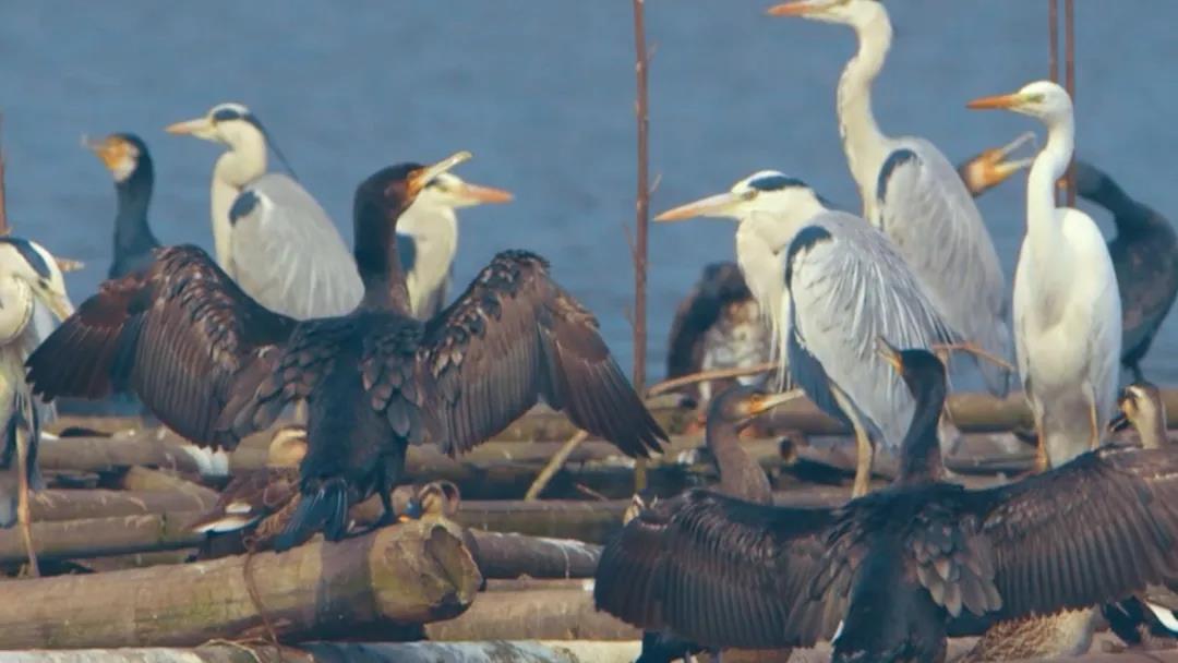 候鸟之恋！内江隆昌古宇湖迎来最佳观鸟期(图19)
