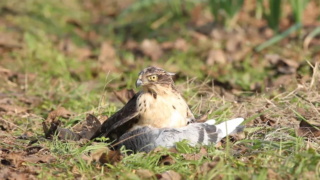 候鸟之恋！内江隆昌古宇湖迎来最佳观鸟期(图20)