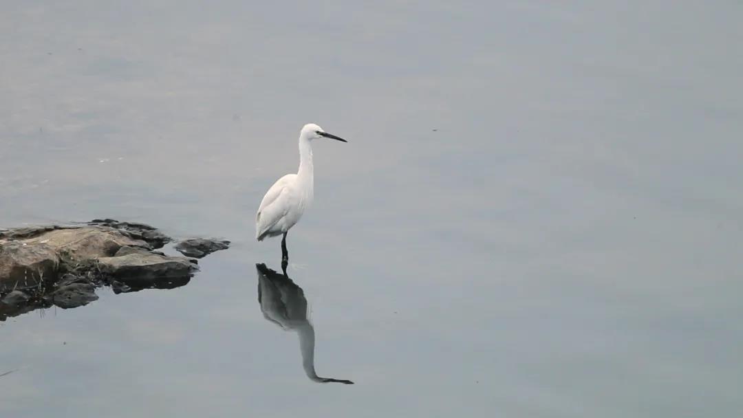 候鸟之恋！内江隆昌古宇湖迎来最佳观鸟期(图17)
