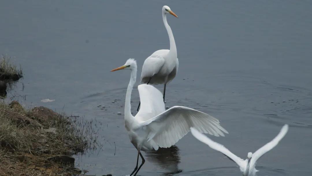候鸟之恋！内江隆昌古宇湖迎来最佳观鸟期(图18)