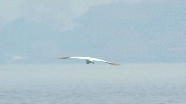 候鸟之恋！内江隆昌古宇湖迎来最佳观鸟期(图21)