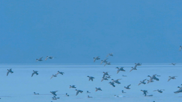 候鸟之恋！内江隆昌古宇湖迎来最佳观鸟期(图1)