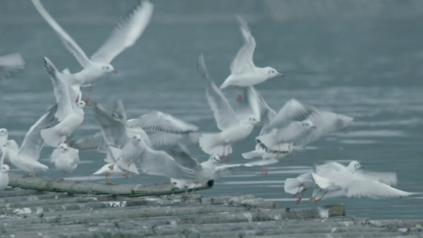 候鸟之恋！内江隆昌古宇湖迎来最佳观鸟期(图11)