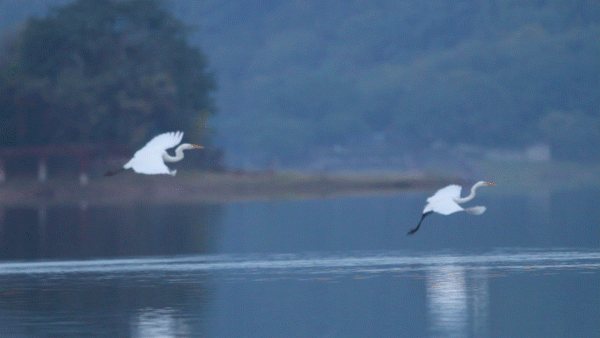 候鸟之恋！内江隆昌古宇湖迎来最佳观鸟期(图2)