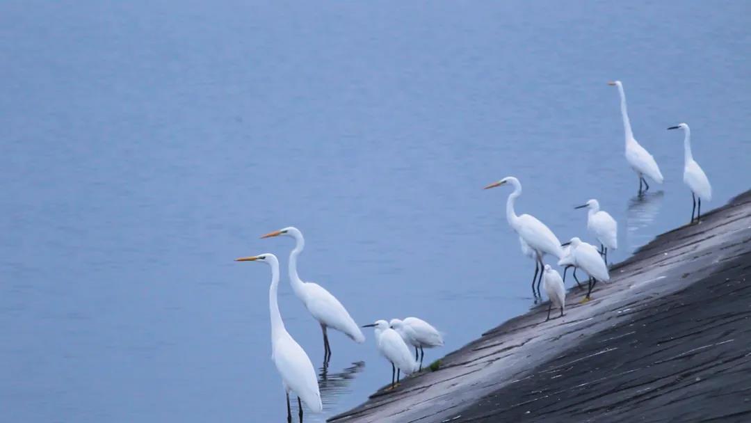 候鸟之恋！内江隆昌古宇湖迎来最佳观鸟期(图4)