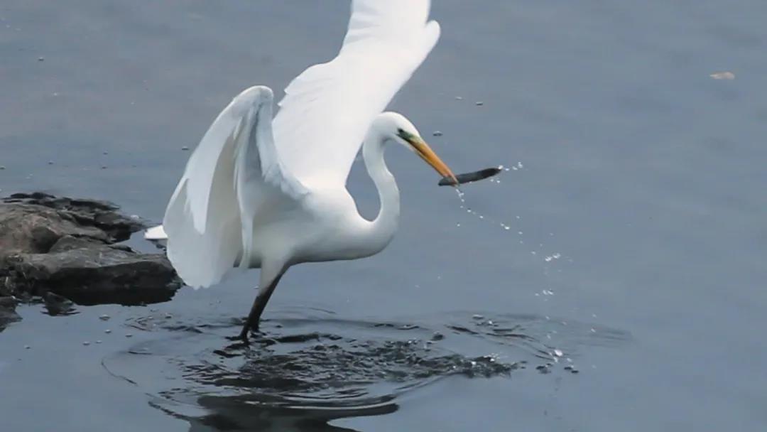 候鸟之恋！内江隆昌古宇湖迎来最佳观鸟期(图5)