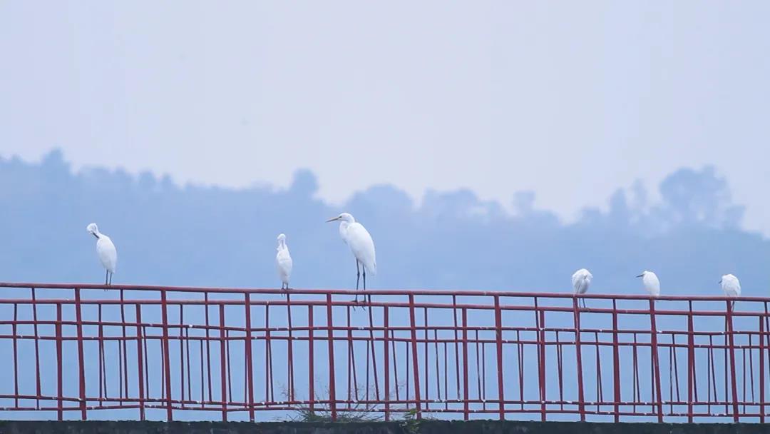 候鸟之恋！内江隆昌古宇湖迎来最佳观鸟期(图3)