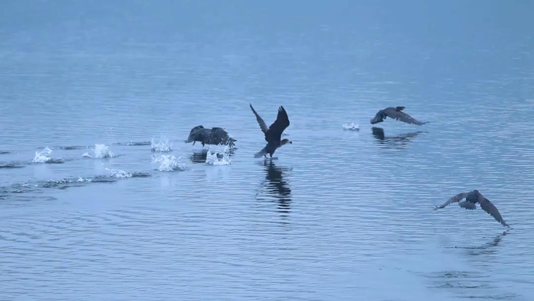 候鸟之恋！内江隆昌古宇湖迎来最佳观鸟期(图6)