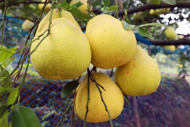 60吨直发！合江真龙柚进入浙江市场！(图3)