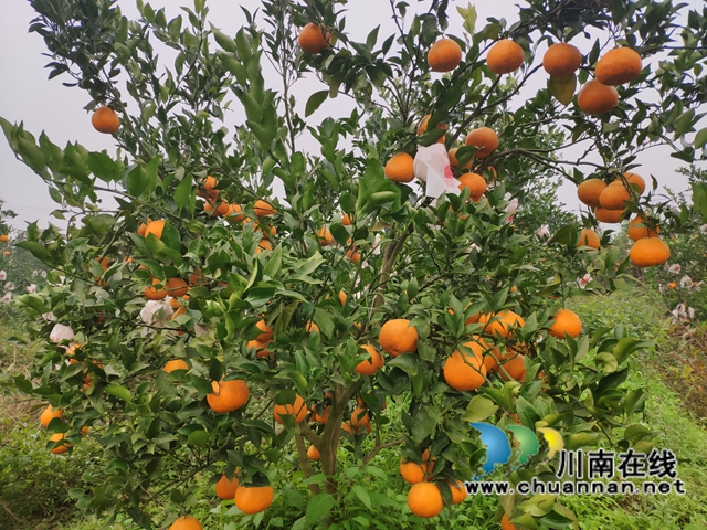 宜宾南溪区长兴镇：柑橘丰收，橘农增收笑开颜(图1)