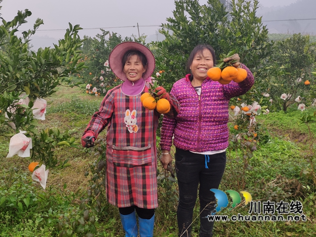 宜宾南溪区长兴镇：柑橘丰收，橘农增收笑开颜(图2)