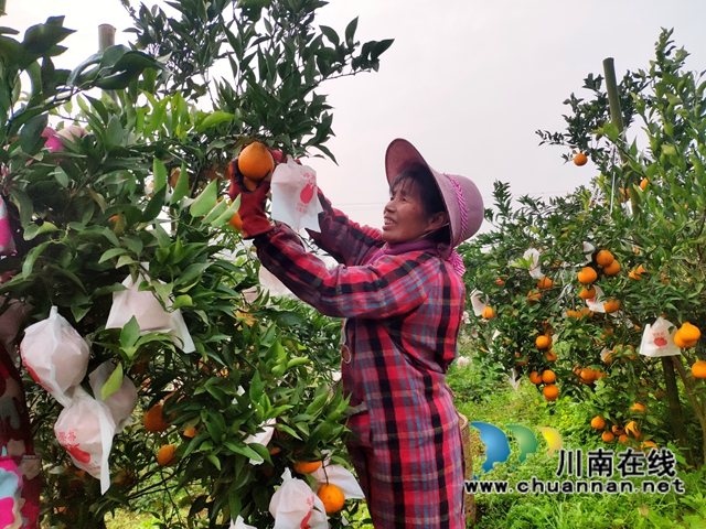宜宾南溪区长兴镇：柑橘丰收，橘农增收笑开颜(图3)