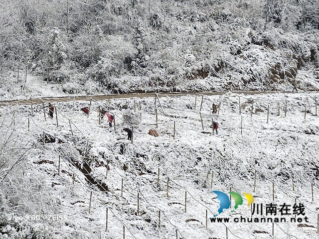 古蔺县大村镇：雪地里绘出产业兴旺图(图1)