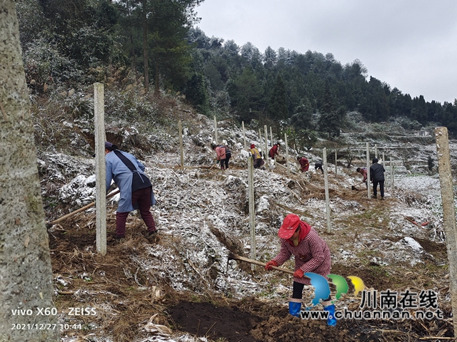 古蔺县大村镇：雪地里绘出产业兴旺图(图2)