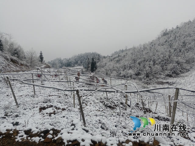 古蔺县大村镇：雪地里绘出产业兴旺图(图3)