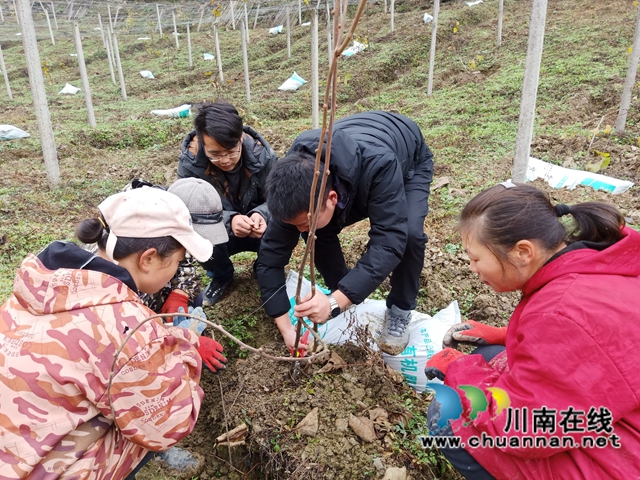 古蔺县大村镇：雪地里绘出产业兴旺图(图4)
