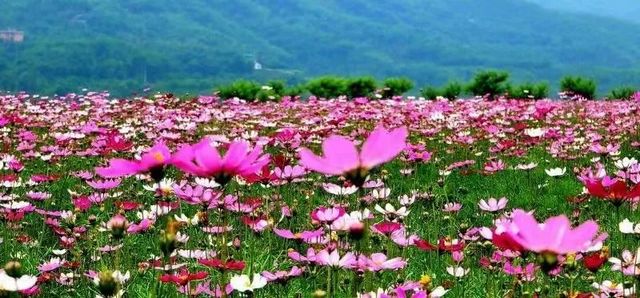 这个3月，四川省第十三届乡村文化旅游节纳溪分会场活动来啦~