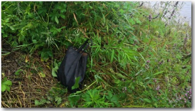 泸州男子丢弃口袋 警察打开大吃一惊