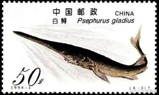 宣告灭绝!“最后的白鲟”出现在宜宾江水中!独家珍贵影像再现…(图2) 3.jpg