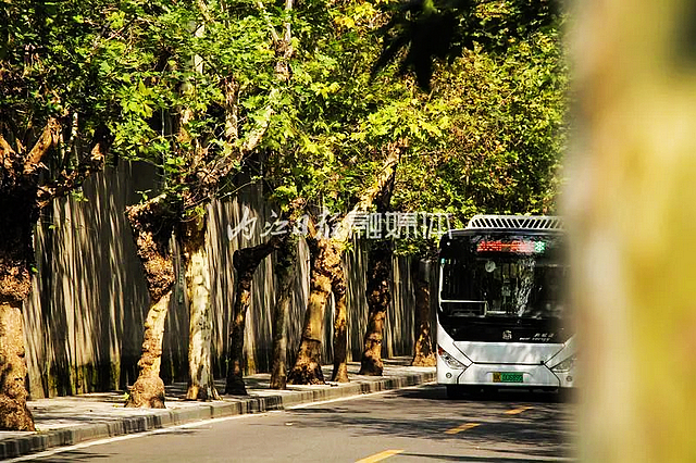 【内江好耍】好似时空隧道!内江城区这条路太美了——(图2) nEO_IMG_2.jpg