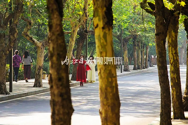 【内江好耍】好似时空隧道!内江城区这条路太美了——(图3) nEO_IMG_3.jpg