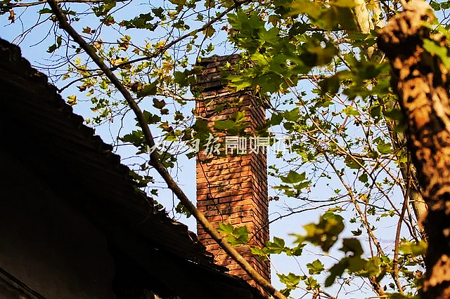 【内江好耍】好似时空隧道!内江城区这条路太美了——(图4) nEO_IMG_4.jpg