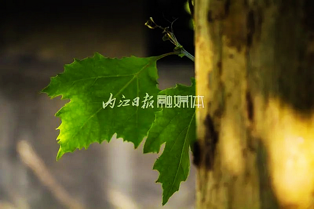 【内江好耍】好似时空隧道!内江城区这条路太美了——(图6) nEO_IMG_6.jpg